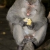 monkey_macaque_balinese_mf_ubud_v_0781_bal0794.jpg